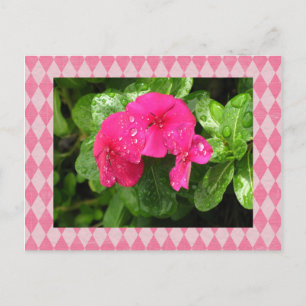 Cartão Postal Cartão-postal Pink Periwinkle Argyle