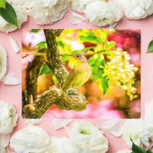 Cartão Postal Cartão-postal Pintado de Wren House