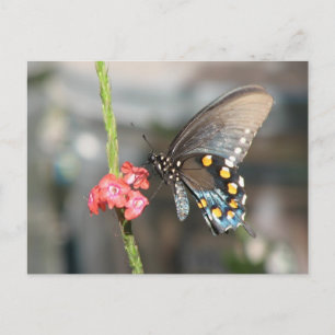 Cartão Postal Cartão-postal Pipevine