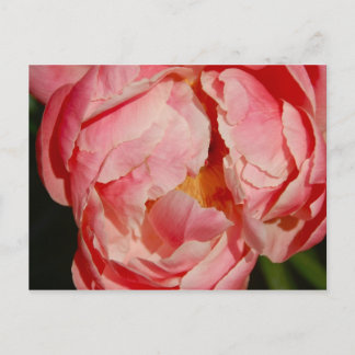 Cartão Postal Cartão-postal Pivoine