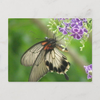 Cartão Postal Cartão-postal Polinizante de Borboleta