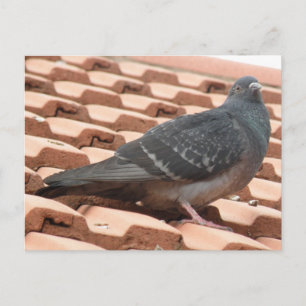 Cartão Postal Cartão-postal Pombo-Oftop
