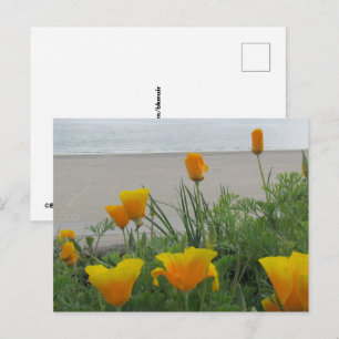 Cartão Postal Cartão-postal - Poppies da Califórnia na Praia