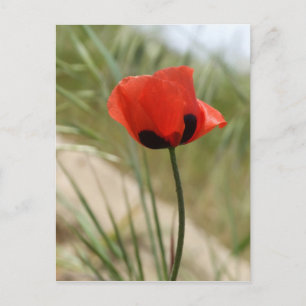 Cartão Postal Cartão-postal Poppy