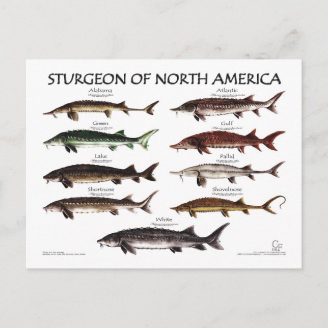 Cartão Postal Cartão-postal Poster branco-Sturgeon-americano (Frente)