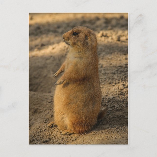 Cartão Postal Cartão-postal Prairie Dog (Frente)