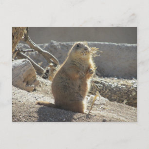 Cartão Postal Cartão-postal Prairie Dog