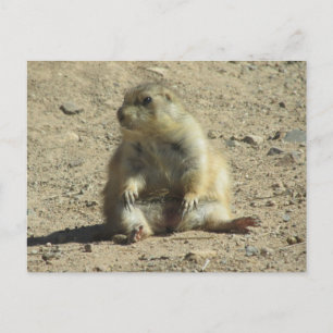 Cartão Postal Cartão-postal Prairie Dog