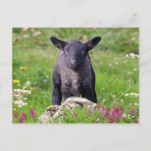 Cartão Postal Cartão-postal preto Baa-Baa