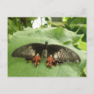 Cartão Postal Cartão-postal preto bonito, vermelho e borboleta D