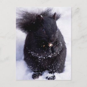 Cartão Postal Cartão-postal preto e branco