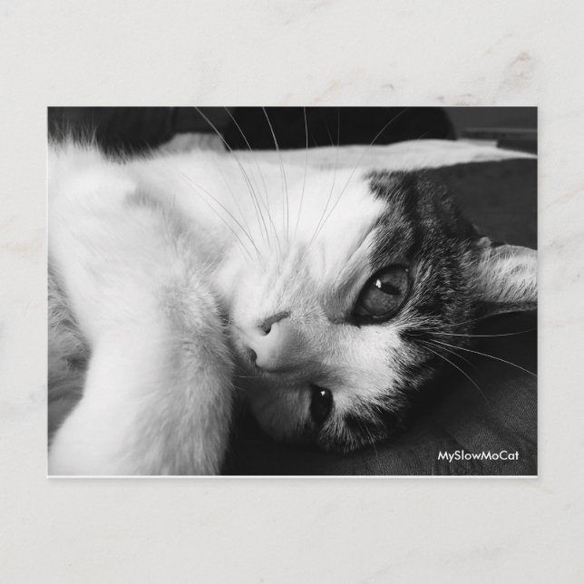 Cartão Postal Cartão-postal preto e branco simples (Frente)