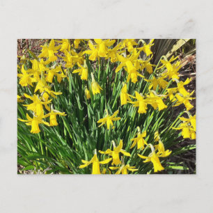 Cartão Postal Cartão-postal primavera Amarelo