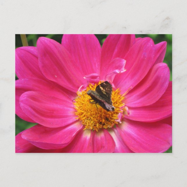 Cartão Postal Cartão-postal Primavera Bloom (Frente)