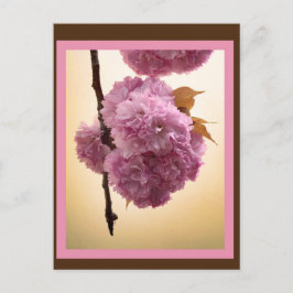 Cartão Postal Cartão-postal Primavera Blossoms