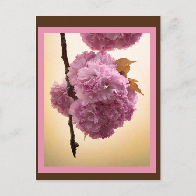 Cartão Postal Cartão-postal Primavera Blossoms (Frente)