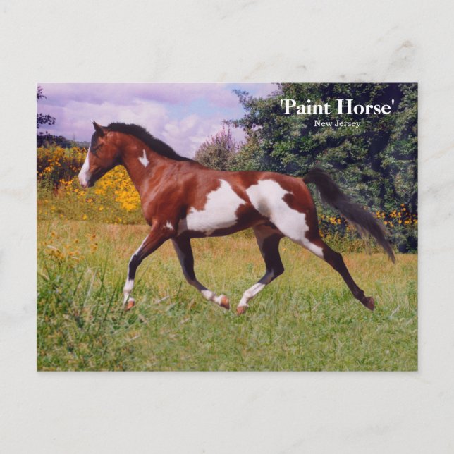 Cartão Postal Cartão-postal primavera Paint Horse (Frente)