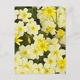 Cartão Postal Cartão-postal primavera Primroses