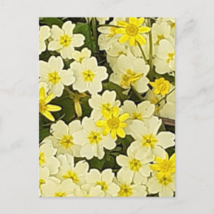 Cartão Postal Cartão-postal primavera Primroses