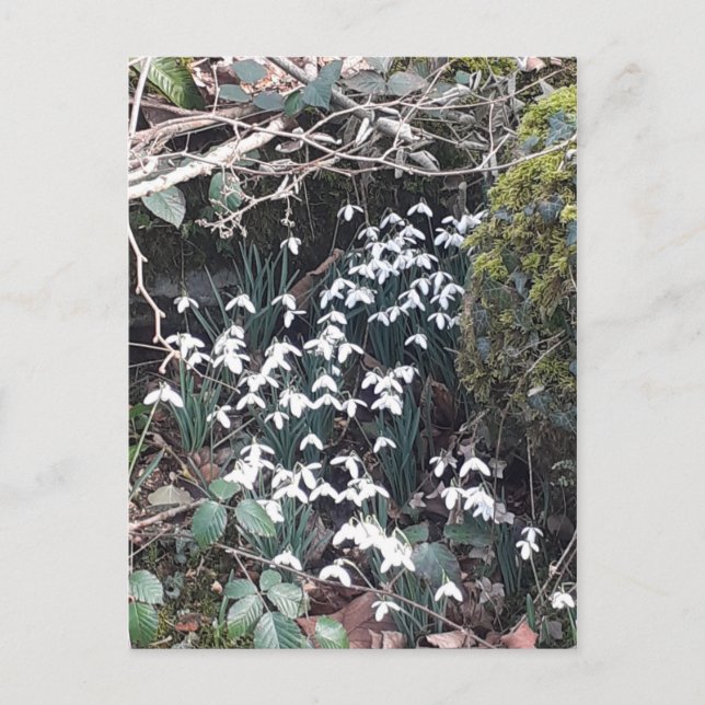 Cartão Postal Cartão-postal primavera Snowdrops (Frente)