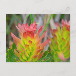 Cartão Postal Cartão-postal - Protea de Kirstenbosch
