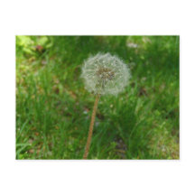 Cartão-postal 'Puff' de Seed Dandelion
