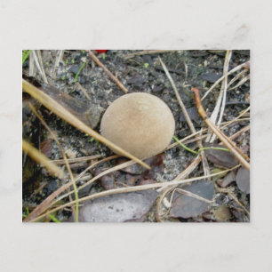 Cartão Postal Cartão-postal Puffball OBX