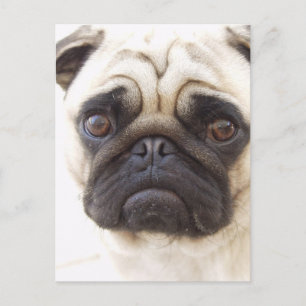 Cartão Postal Cartão-postal Pug Dog