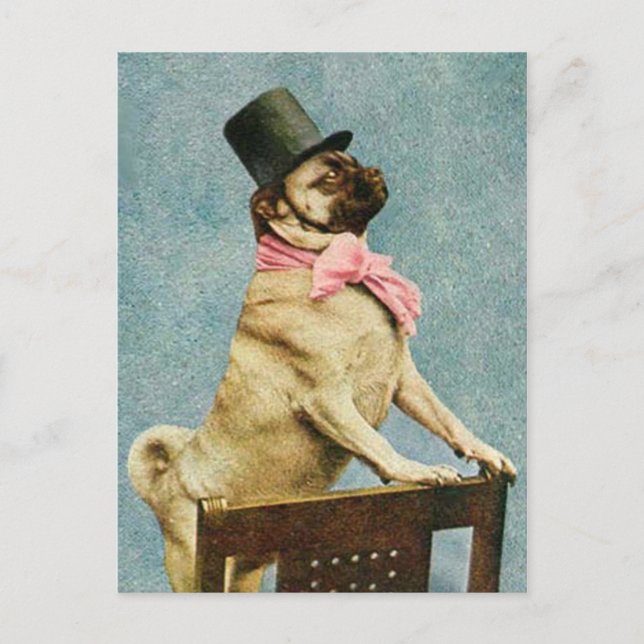 Cartão Postal Cartão-postal Pug Dog Tophat (Frente)