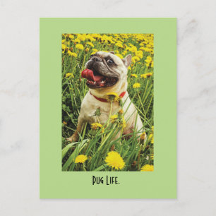 Cartão Postal Cartão-postal Pug Life Dog