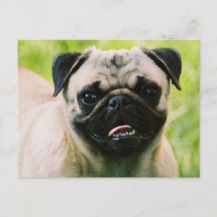Cartão Postal Cartão-postal Pug Puppy