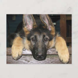 Cartão Postal Cartão-postal Pup de german shepherd