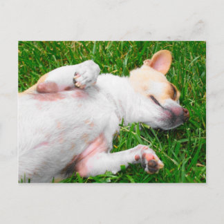 Cartão Postal Cartão-postal Pup Pacífico