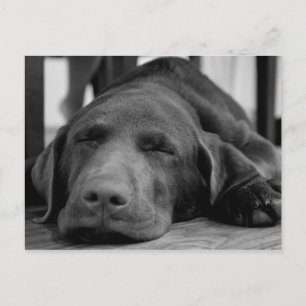 Cartão Postal Cartão-postal Puppy Labrador