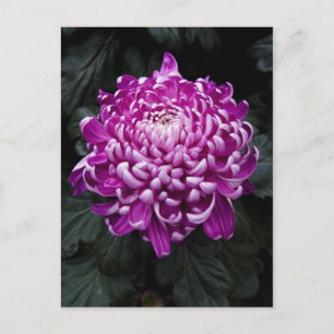 Cartão Postal Cartão-postal Puro Chrysanthemum