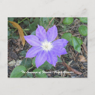 Cartão Postal Cartão-postal Purple Clematis