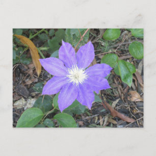 Cartão Postal Cartão-postal Purple Clematis