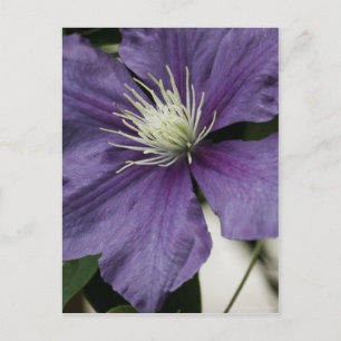 Cartão Postal Cartão-postal Purple Clematis