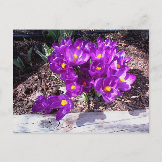 Cartão Postal Cartão-postal Purple Crocus (Frente)