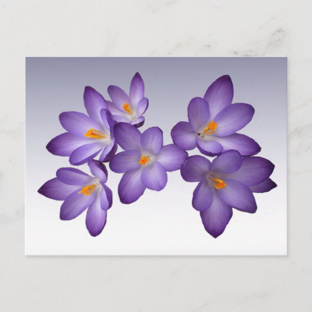 Cartão Postal Cartão-postal Purple Crocus (Frente)