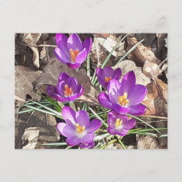 Cartão Postal Cartão-postal Purple Crocus