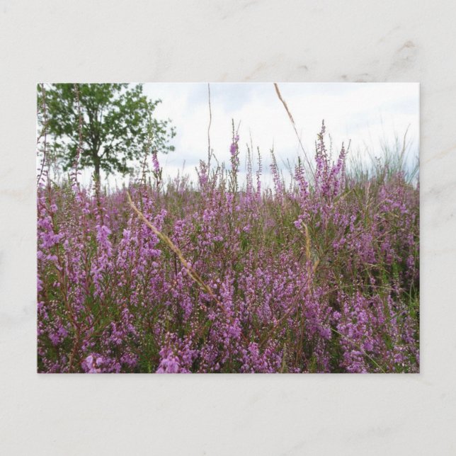 Cartão Postal Cartão-postal Purple Heath Landscape DIY (Frente)