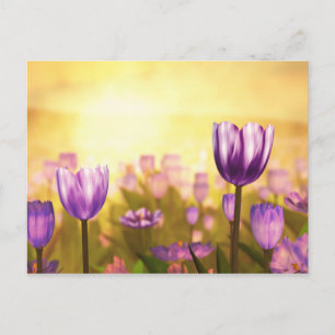 Cartão Postal Cartão-postal Purple Jubilee