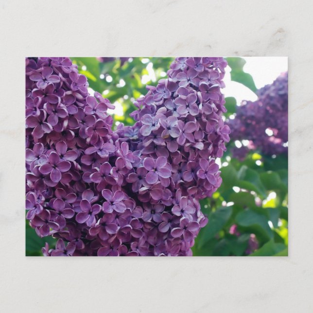Cartão Postal Cartão-postal Purple Lilacs (Frente)