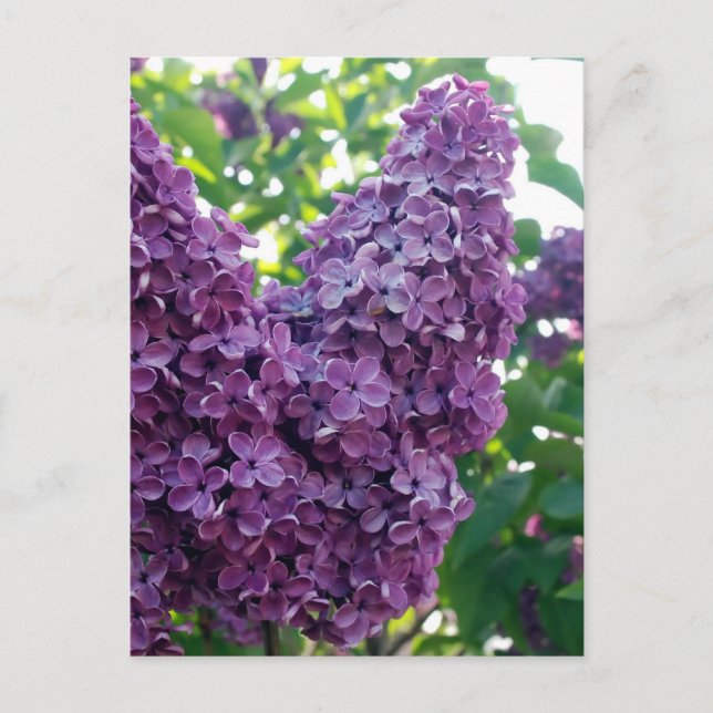 Cartão Postal Cartão-postal Purple Lilacs (Frente)