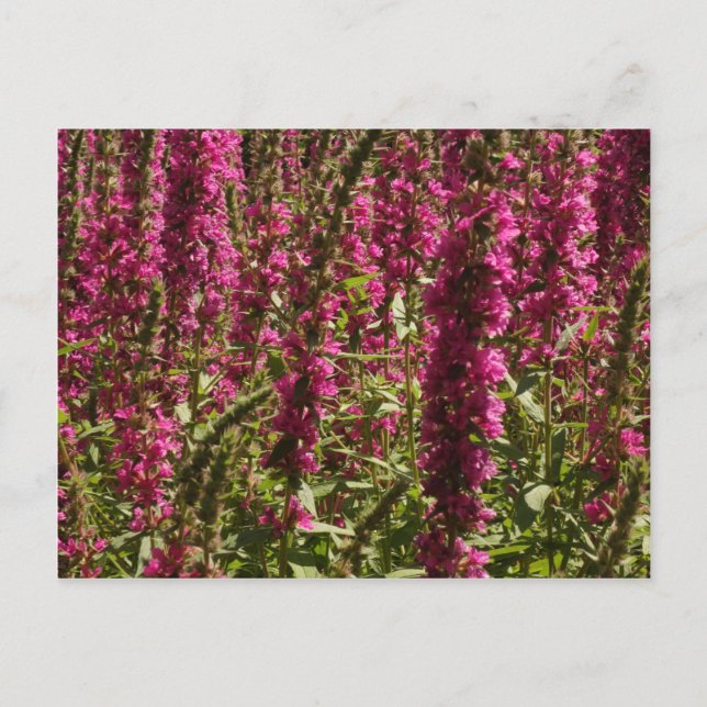 Cartão Postal Cartão-postal Purple Loosestrife (Frente)