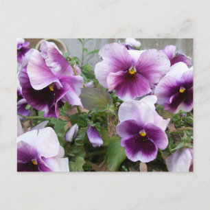 Cartão Postal Cartão-postal Purple Pansy