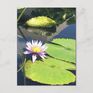 Cartão Postal Cartão-postal púrpura e amarelo