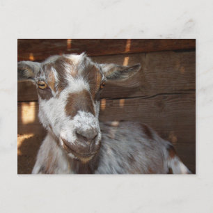 Cartão Postal Cartão-postal Pygmy Goat