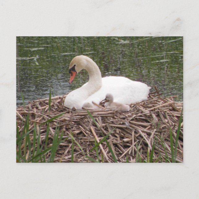 Cartão Postal Cartão-postal "Quero Ser Como A Mamãe" (Frente)